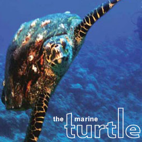 turtle-small